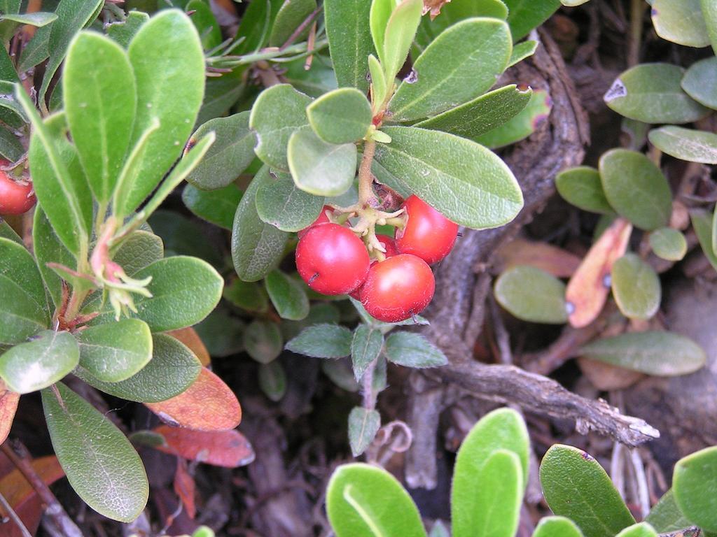 Mas De Nofre ξενώνας Peñarroya de Tastavins Εξωτερικό φωτογραφία